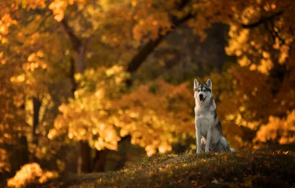 Картинка осень, собака, боке, Хаски