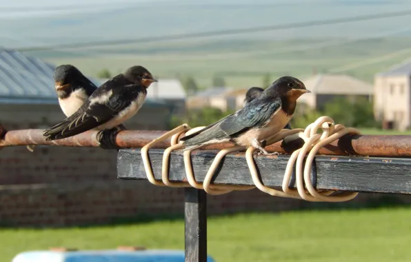 Небо, blue, ласточки, swallows