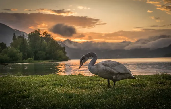 Grass, swan, twilight, sunset, mountains, clouds, lake, dusk