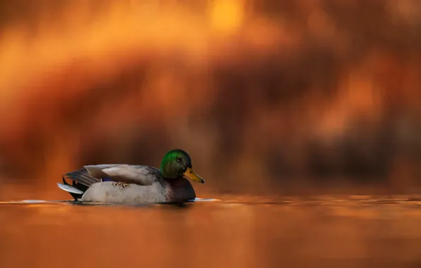 Вода, природа, фон, птица, утка, плавает, боке