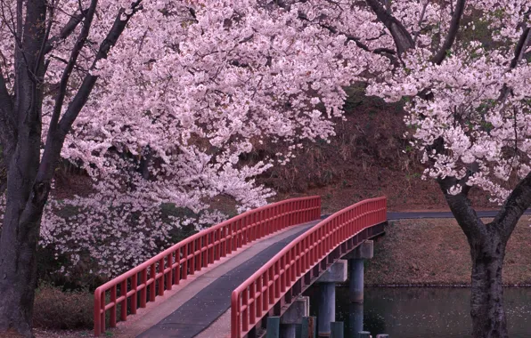 Мост, Сакура, Япония