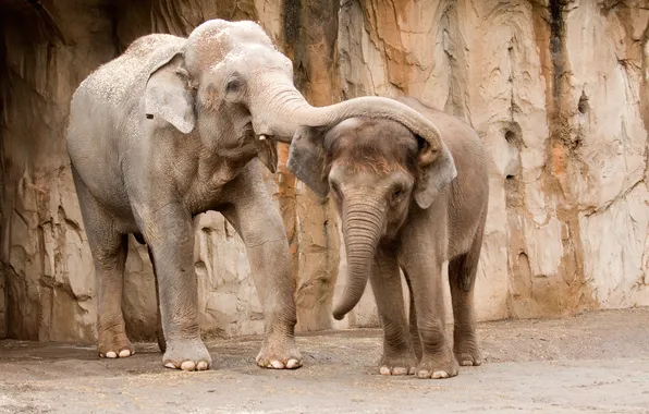 Beautiful, elephant, Group