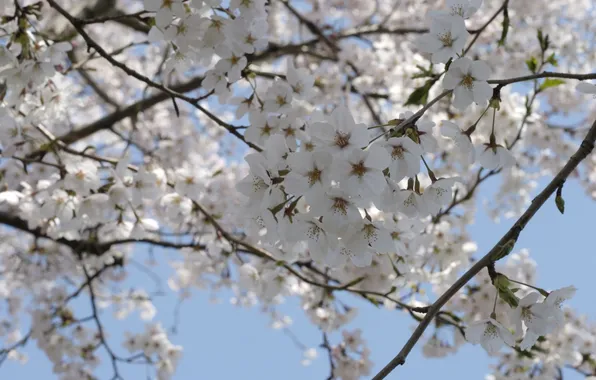 Картинка небо, цветы, вишня, дерево, ветви, весна, сакура, белые