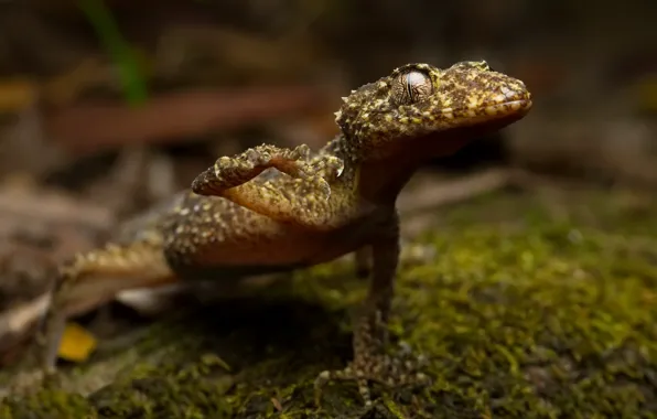 Природа, фон, Broad tailed gecko, Phyllurus platurus