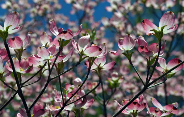 Природа, весна, cherry blossom