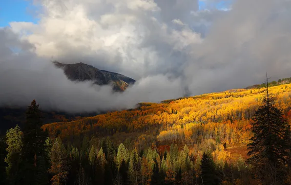 Картинка осень, лес, деревья, горы, туман, желтые