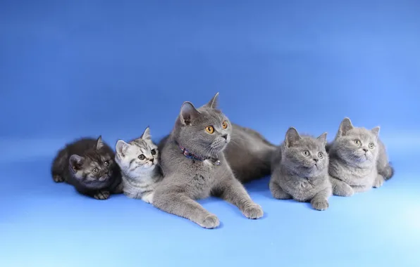 Кошки, котята, малыши, мама, семейство, детеныши, британские