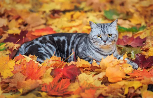 Картинка кот, листья, полосатый