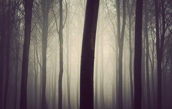 Лес, туман, дерево