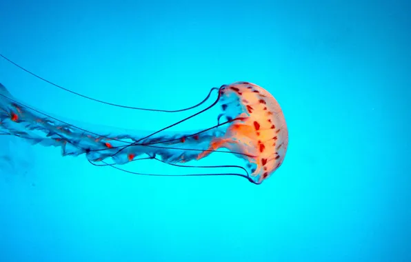 Картинка медузы, щупальца, танцы, морское дно