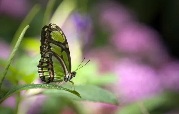 Картинка бабочка, красивая, зеленая