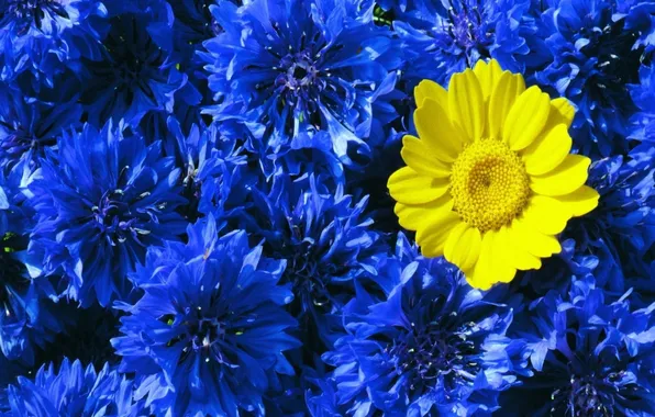 Цветы, жёлтый, лепестки, синие