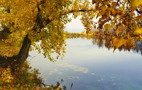 Картинка осень, озеро, дерево, желтое