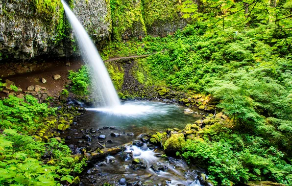 Картинка зелень, камни, водопад, мох, США, Oregon, Ponytail Falls