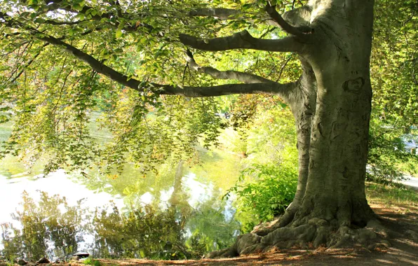 Картинка лето, озеро, дерево, ветви