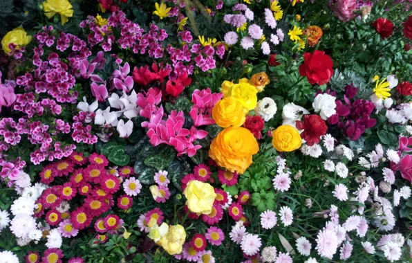 Flowers, flora, flowerbed
