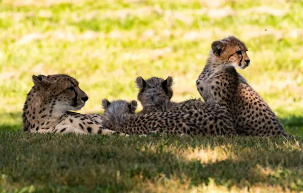 Отдых, хищники, компания, гепарды, семейка, мать с детёнышами