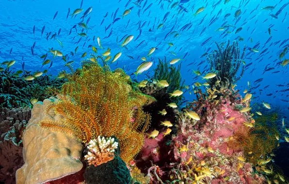 Картинка море, вода, рыбы, водоросли, природа, океан, кораллы, подводный мир
