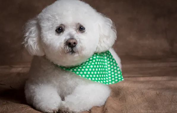 Взгляд, фон, собака