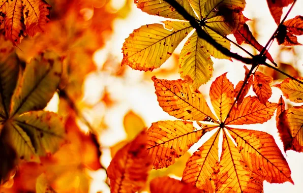 Картинка Nature, Autumn, Dead Leaves