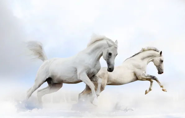 Песок, поле, пыль, бег, белые лошадки