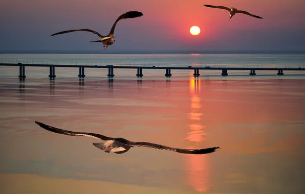 Картинка море, солнце, закат, птицы, чайка, пирс, зарево