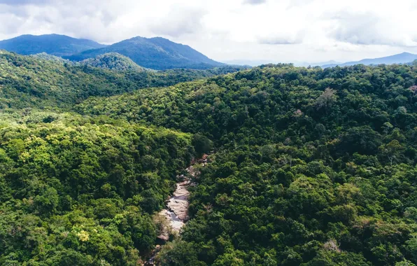 Картинка green, forest, fresh, landscape, jungle, hill, foliage, flora