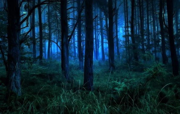Картинка лес, деревья, ночь, природа, кусты