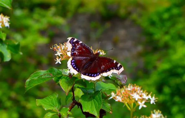 Картинка Макро, Весна, Бабочка, Spring, Боке, Bokeh, Macro, Butterfly