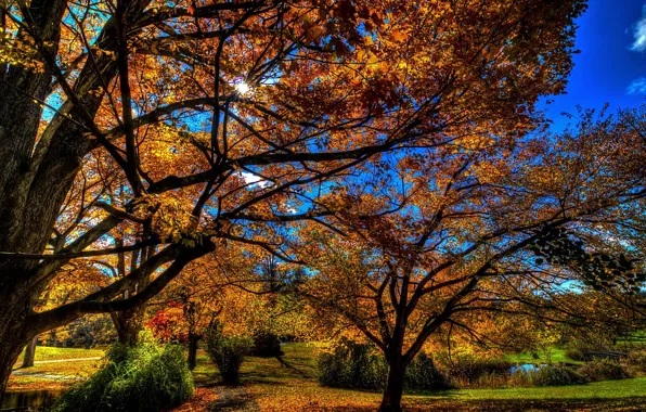 Картинка осень, небо, листья, деревья, парк, HDR