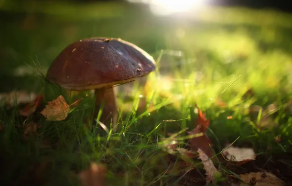 Картинка осень, трава, листва, гриб