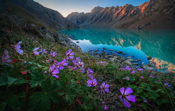 Картинка цветы, горы, озеро, Киргизия, Тянь-Шань, Хребет Тескей-Ала-Тоо, Озеро Ала-Куль