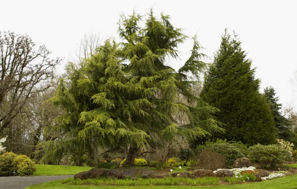 Картинка деревья, парк, камни, газон, сад, США, кусты, Oregon Gardens