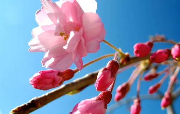 Цветок, небо, розовый, весна, сакура