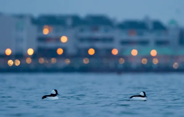 Lights, birds, bokeh, early, swimming, Bufflehead
