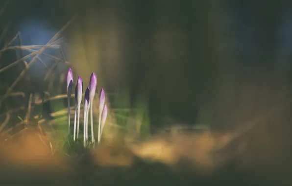 Цветы, природа, Crocus