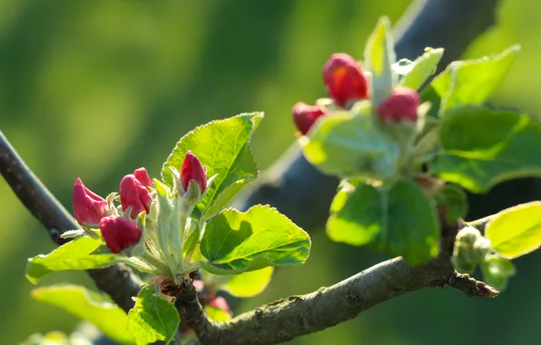 Leafs, spring, twig, flower bud