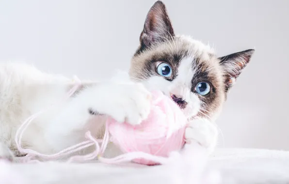 Кошка, кот, клубок, котенок, игра