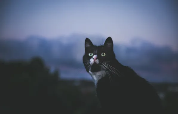 Картинка кошка, глаза, кот, взгляд, фон