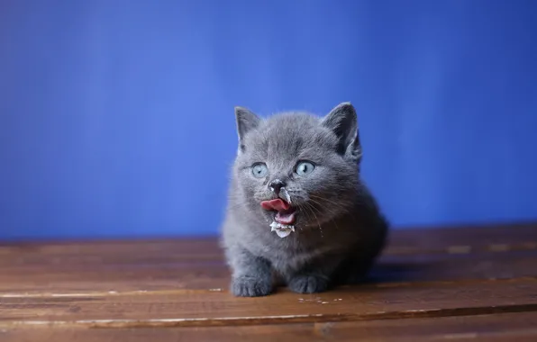 Язык, взгляд, фон, молоко, мордочка, котёнок, британский, чумазый