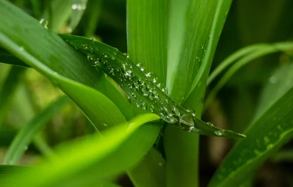 Картинка зелень, капли, макро, green, Листья, leaves, macro, drops