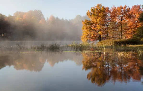 Картинка осень, лес, природа, туман, озеро