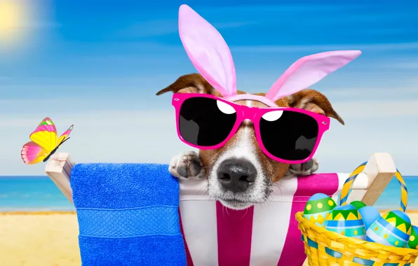 Картинка пляж, бабочки, собака, очки, happy, beach, dog, Easter