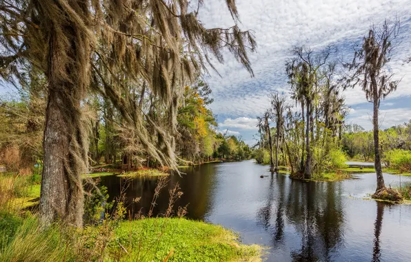 Trees, florida, plants, swamp