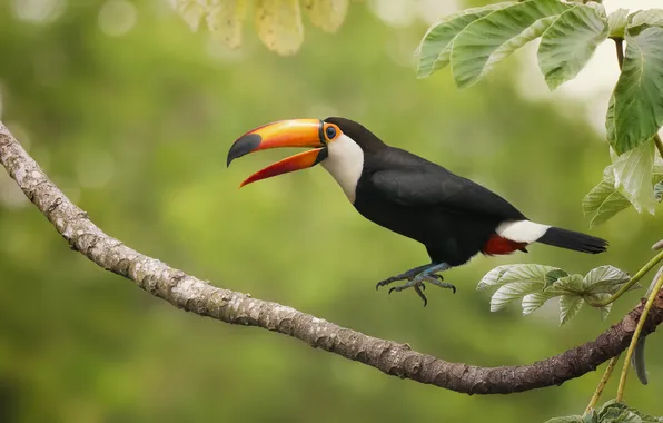 Картинка прыжок, птица, ветка, Тукан