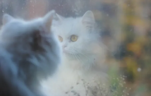Кошка, отражение, белая