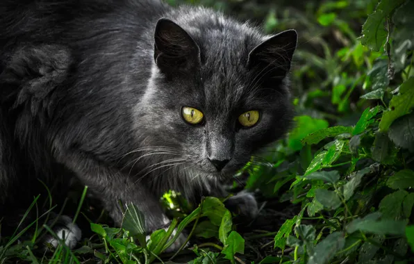 Картинка кошка, трава, глаза, кот, взгляд, морда