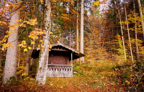 Картинка осень, лес, листья, деревья, желтые, Германия, Бавария, домик