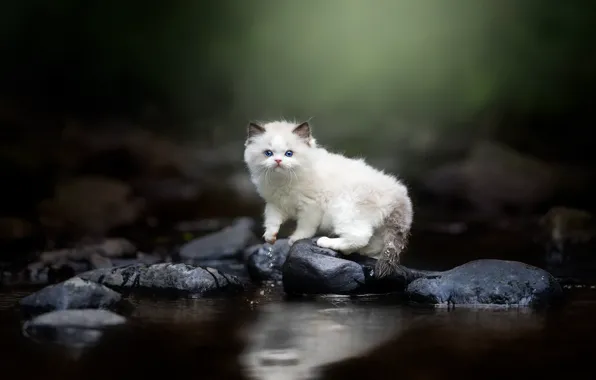 Кошка, белый, взгляд, вода, природа, поза, темный фон, камни
