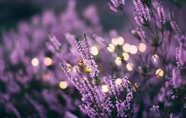 Цветы, flowers, лаванда, боке, bokeh, lavender, daiga ellaby